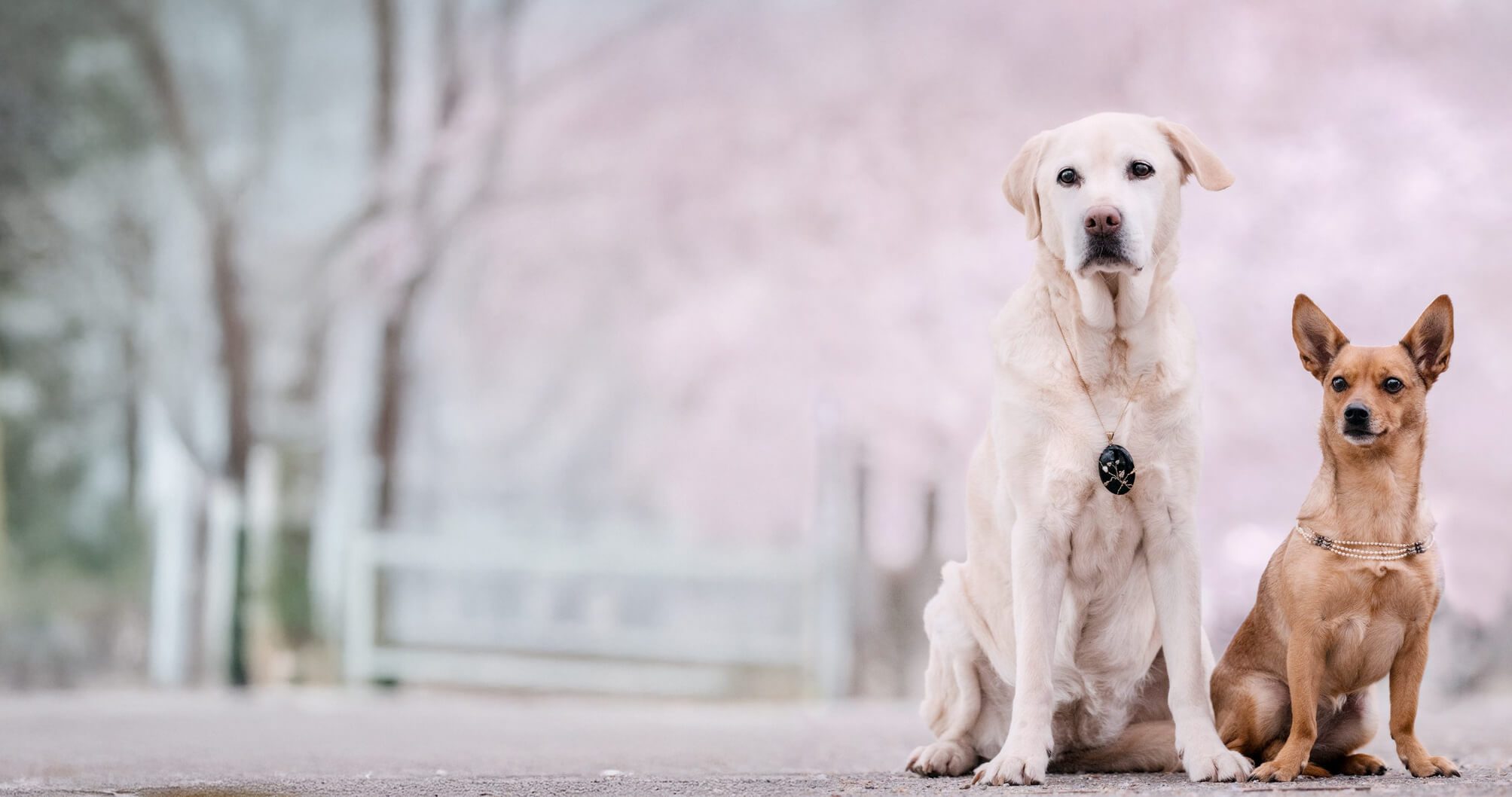 Zwei Hunde mit Schmuckstücken von Juwelier Steiger